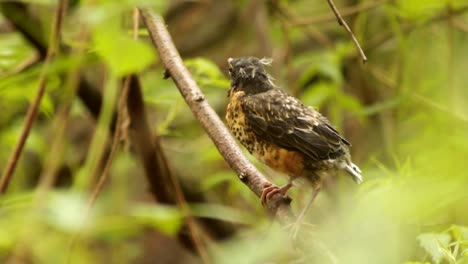 A-young-American-robin-is-on-a-small-branche-when-suddenly-it-flies-away