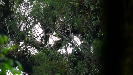 The-Philippine-Eagle-also-known-as-the-Monkey-eating-Eagle-is-critically-endangered-and-can-live-for-sixty-years-feeding-on-Monkeys,-Flying-Lemurs,-and-small-mammals-as-an-opportunist-Bird-of-Prey