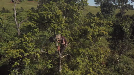 4k drone aerial view of a man up in a tree collecting honey from a beehive in kenya