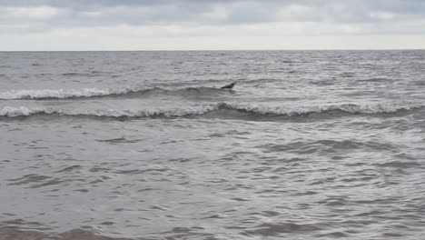 Gaviota-Atrapando-Cangrejos-En-El-Agua