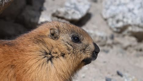 the extreme closeup long-tailed marmot or golden marmot with burrow