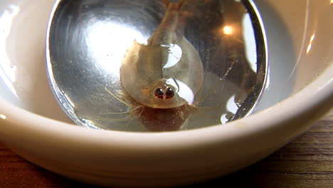 Close-up-of-a-tadpole-shrimp-sitting-in-a-spoon-of-water