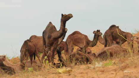 Camellos-En-La-Feria-De-Pushkar,-También-Llamada-Feria-De-Camellos-De-Pushkar-O-Localmente-Como-Kartik-Mela,-Es-Una-Feria-Ganadera-Y-Cultural-Anual-De-Varios-Días-Que-Se-Celebra-En-La-Ciudad-De-Pushkar,-Rajasthan,-India.