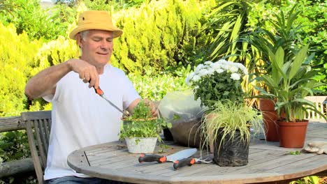 plantas de macetas para hombres maduros