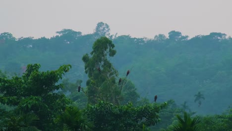 Egales-Posados-Sobre-Ramas-De-árboles-En-El-Bosque-Tropical-En-Una-Noche-Brumosa