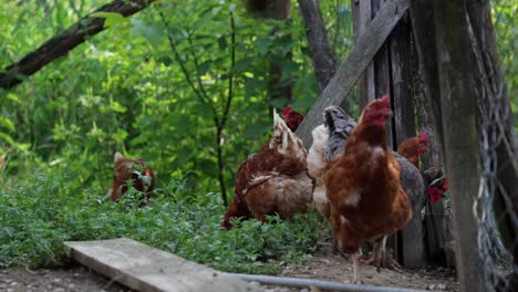 many red chickens on a summer day in the village