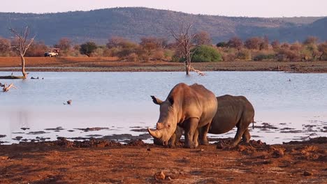 two white rhinos at madikwe watering hole with safari vehicle beyond