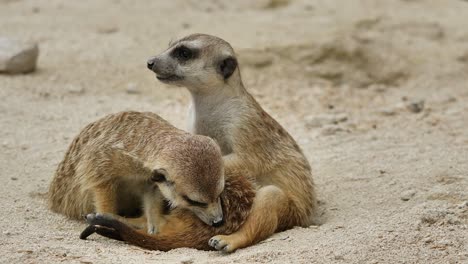 pair of cute meerkats cleaning mutually on sandy ground during daytime,close up