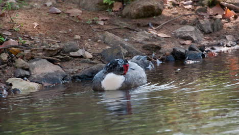 a muscovy duck in the water