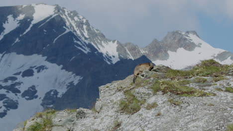 marmot running.mountains in the background