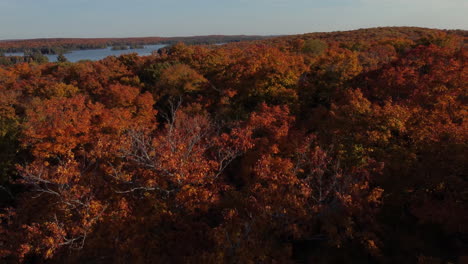 在 algonquin 省公園的茂密森林樹林上空飛行, 踏板穿過天<unk>下降到地面水平