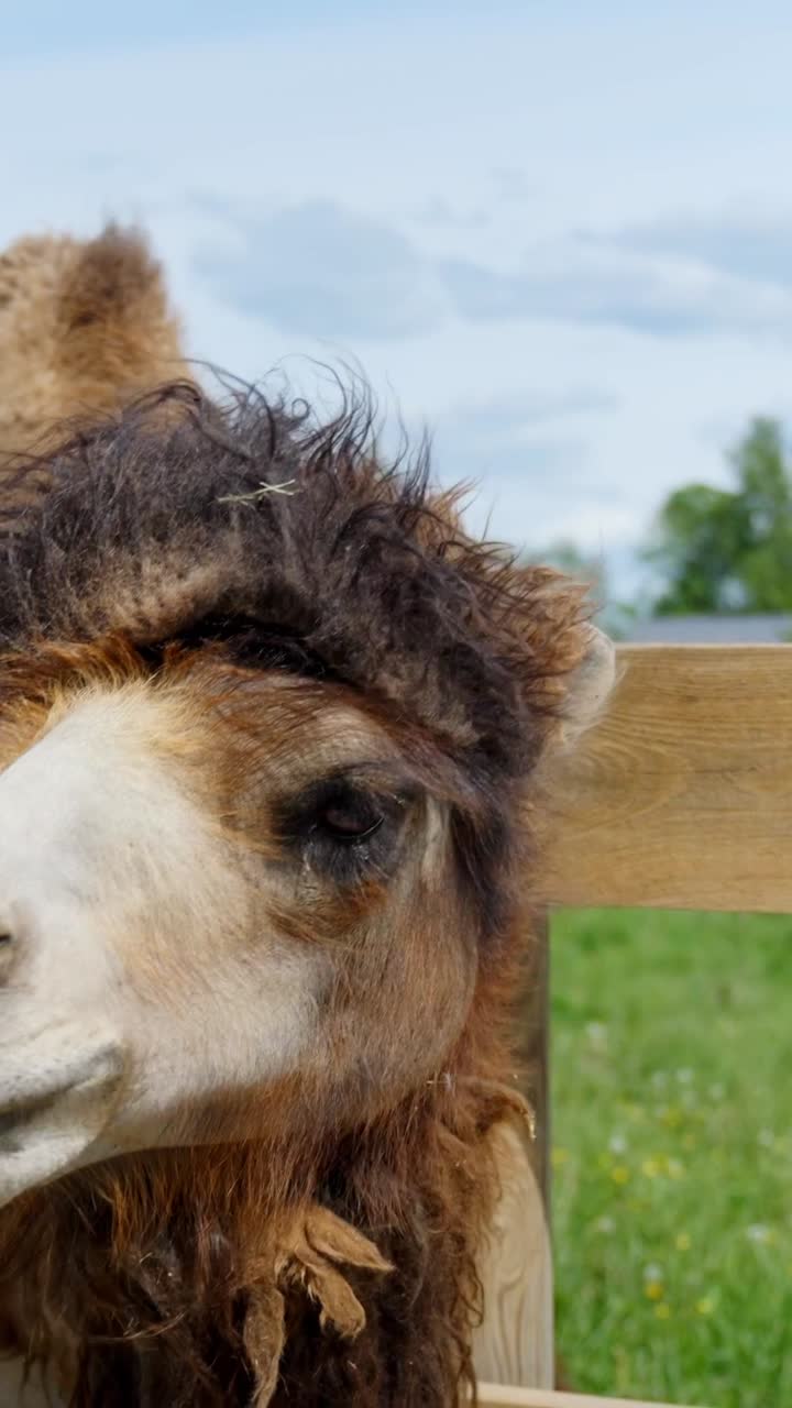 Close up of Bactrian camel head chew carrot and interacting with visitors in zoo, vertical