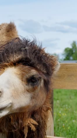 close up of bactrian camel head chew carrot and interacting with visitors in zoo, vertical