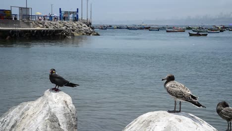 seagull on top of a rock at peruvian beach