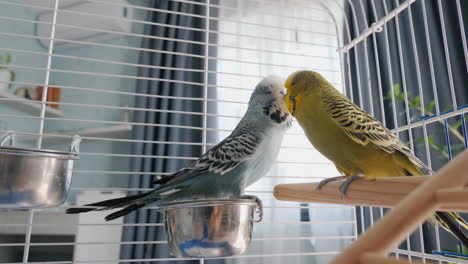 two budgies in a cage