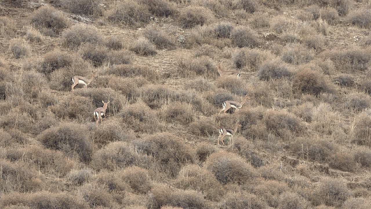 Herd of Mountain Gazelles grazing (Gazella gazella), also called the True gazelle or the Palestine mountain gazelle,