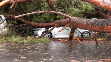 Baum-Fällt-Auf-Auto-–-Sturm