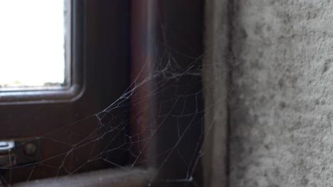 vista bloqueada de telaraña que se mueve suavemente en el interior
