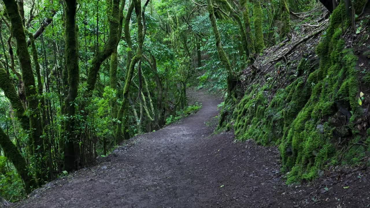 Tranquillo sentiero sterrato che si snoda attraverso una fitta foresta verde
