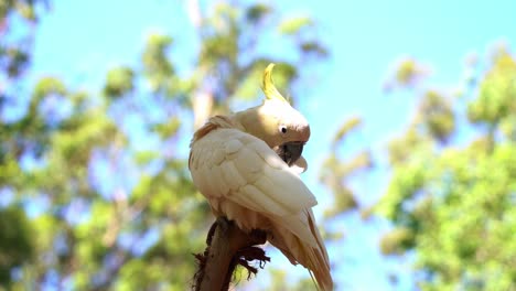 wunderschöner gelbhaubenkakadu, cacatua galerita mit gelbem kamm, der auf der baumkrone sitzt und seine weißen federn vor verschwommenem, verträumtem bokeh-blätterhintergrund putzt und pflegt, nahaufnahme