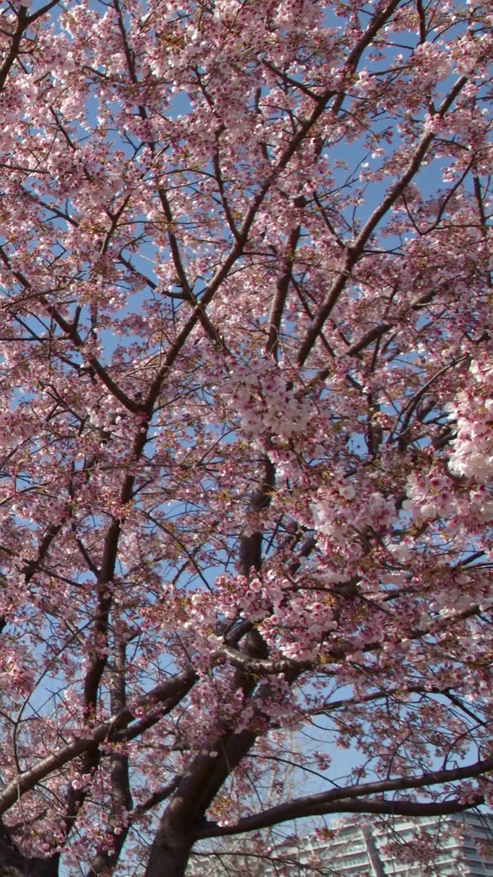 Inquadratura dal basso di vivaci rami di sakura rosa che ondeggiano delicatamente sotto la luminosa luce solare primaverile.
