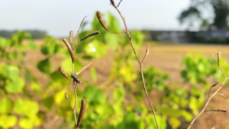 closeup of fly insect standing still on dry plant, sunny day outside