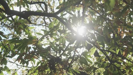la luz del sol se filtra a través de hojas verdes que se vuelven marrones para el otoño