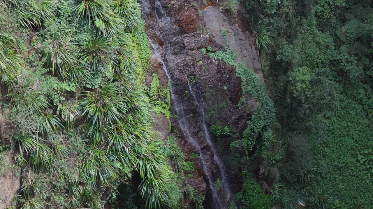 cascada en cascada a través de la exuberante vegetación de la selva tropical