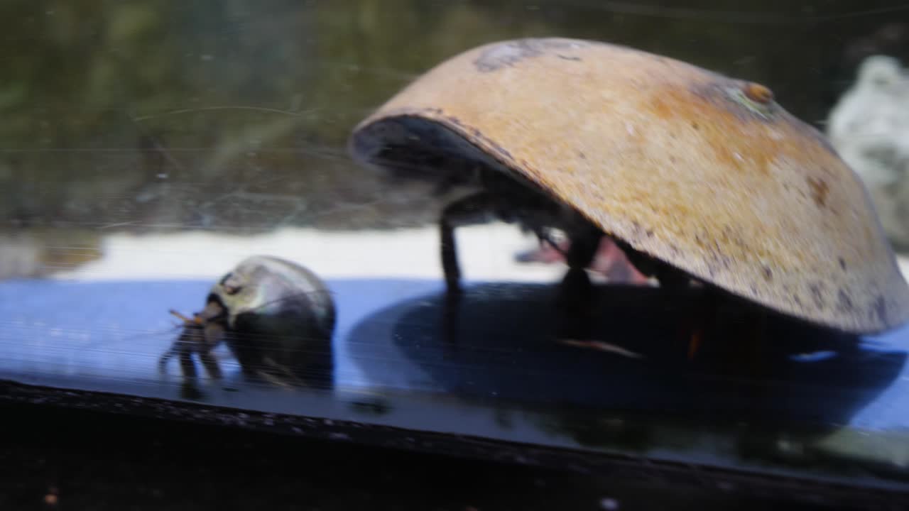 수족관에서 바다 조개