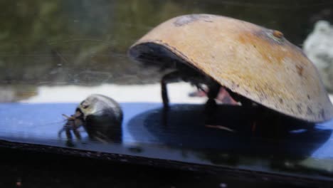 mariscos oceánicos en el acuario