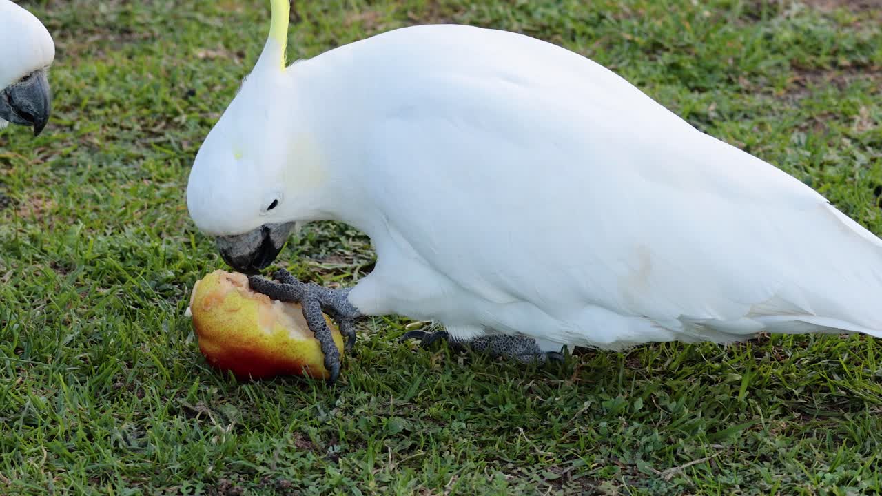 cacahuete disfrutando de la fruta en el suelo cubierto de hierba