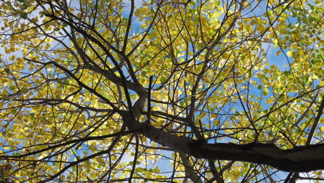 Looking-up-to-the-top-of-tall-thin-Beech-trees-in-vibrant-autumn-colour-swaying-in-a-brisk-breeze,-Worcestershire,-UK