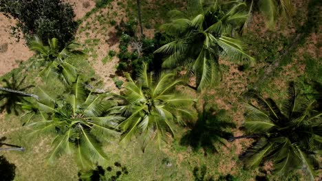 Top-view-over-the-crown-of-palm-trees,-filled-with-ripe-coconuts