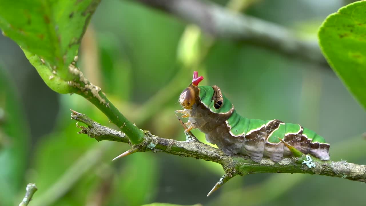 oruga papilonidae verde everting osmeterium bifurcado rojo, macro