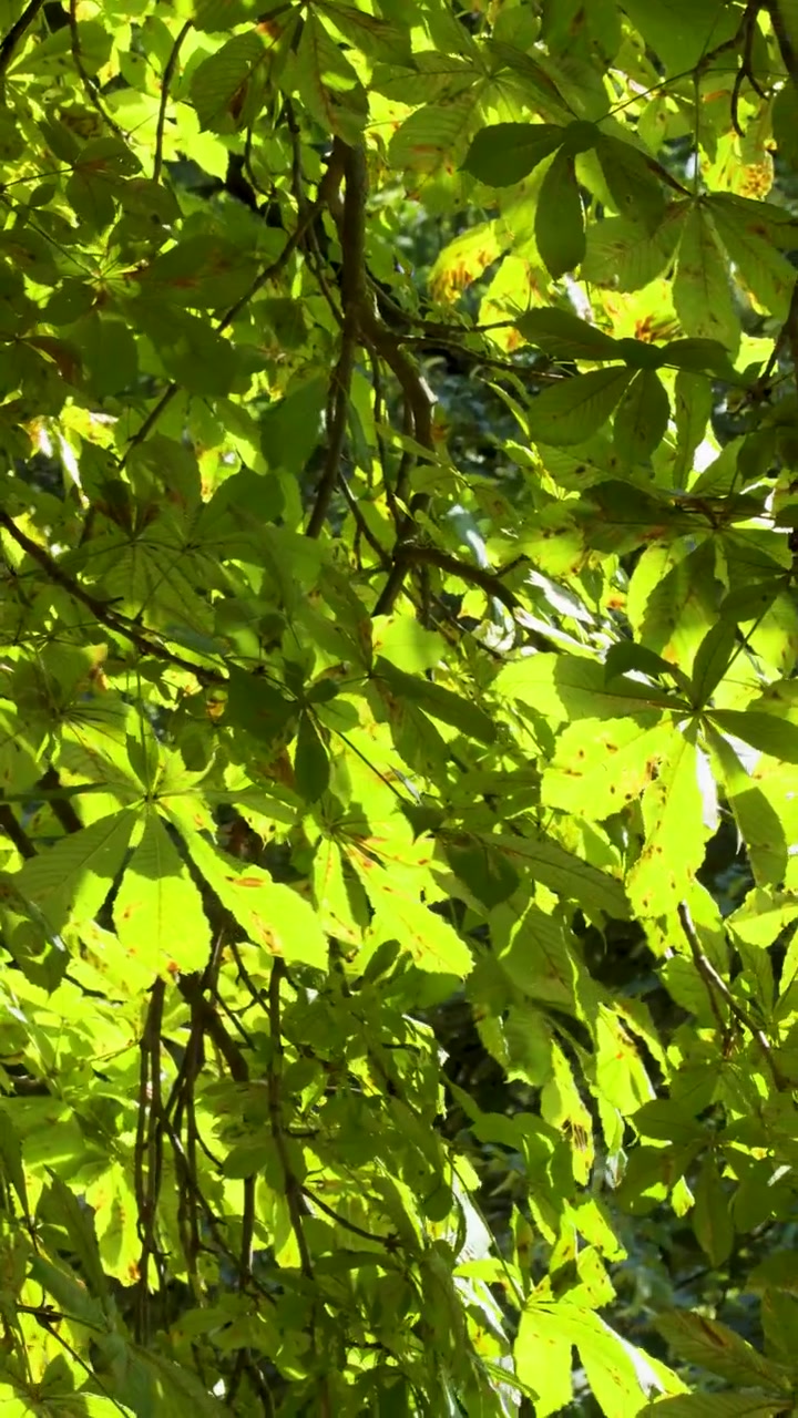 Bright summer sunlight illuminates lush green leaves and branches, gentle camera movement, tranquil outdoor setting
