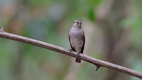 The-Asian-Brown-Flycatcher-is-a-small-passerine-bird-breeding-in-Japan,-Himalayas,-and-Siberia