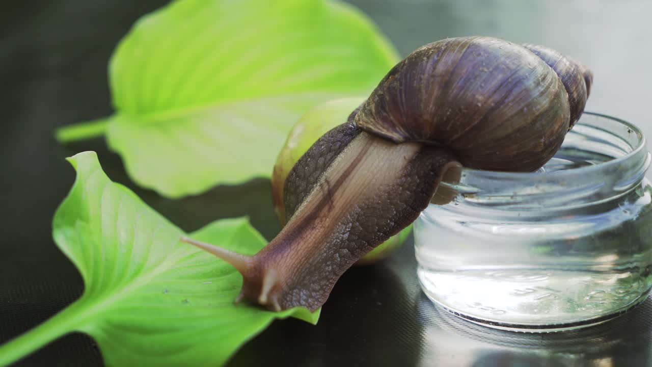 a brown snail crawls from a glass jar to the leaves of plant in the room which are located on the table