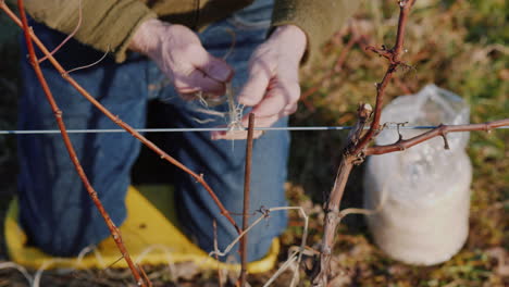 Gardener-Cuts-And-Tights-The-Vine