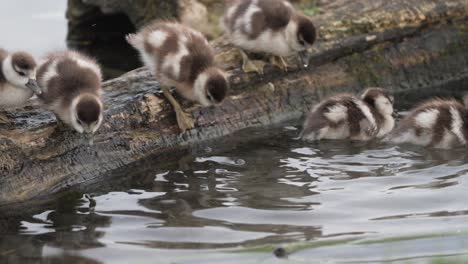 baby geese exploring a log