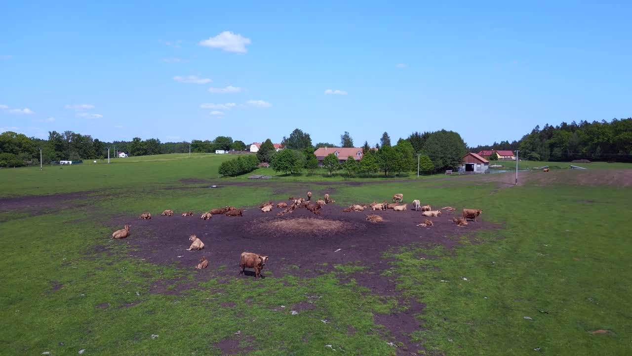 Great aerial top view flight herd of cows on Pasture meadow, czech republic in Europe, summer day of 2023
