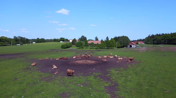 Great aerial top view flight herd of cows on Pasture meadow, czech republic in Europe, summer day of 2023