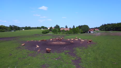 great aerial top view flight herd of cows on pasture meadow, czech republic in europe, summer day of 2023