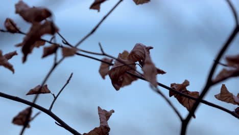 close up shot of mystic branches with brown colored leaves on tree during windy and cloudy day