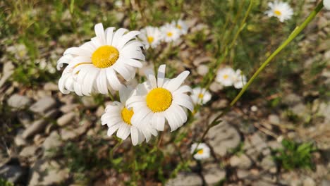 blooming leucanthemum vulgare flower