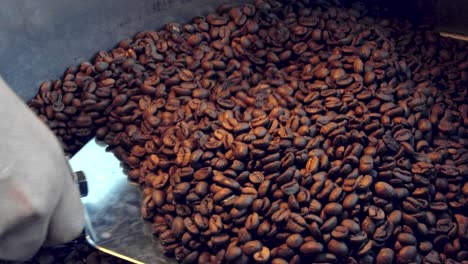 close up of tossing the nicely brown roasted coffee beans when they have left the roaster