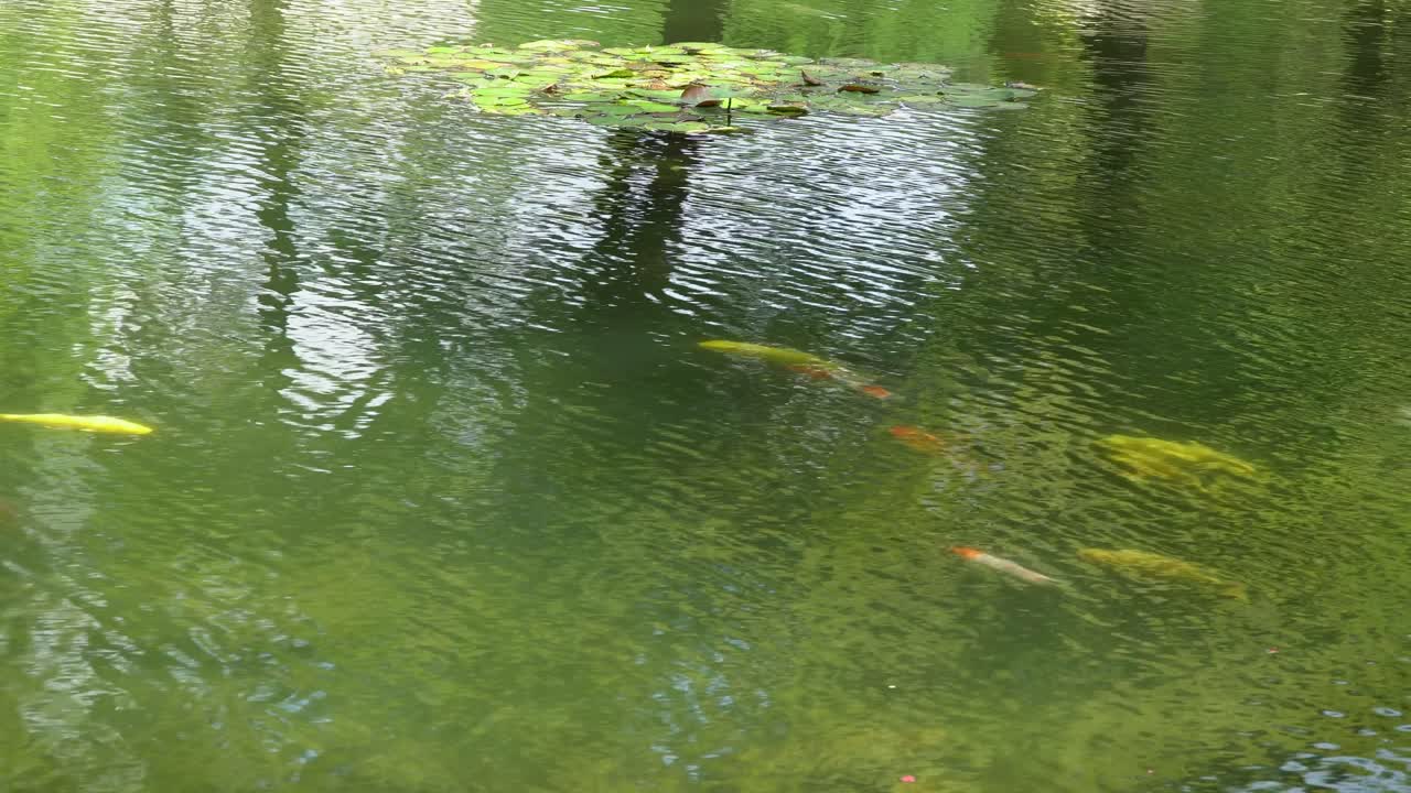 coloridos y bonitos peces koi nadando en un estanque verde en un jardín del templo coreano