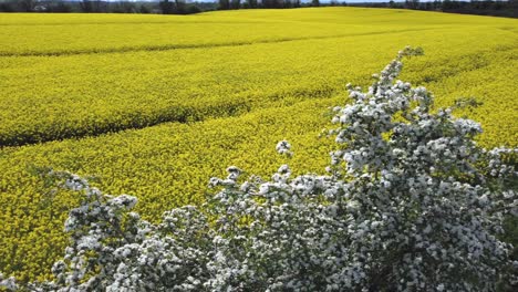 aerial view of blossoming rapeseed field while circling around a blooming tree in overcast day