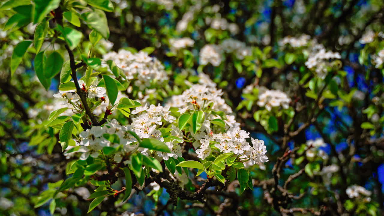 Inquadratura ampia di rami di pero coperti di fiori bianchi, foglie verdi, macchie di cielo azzurro sullo sfondo, giornata primaverile. Albero da frutto in piena fioritura con fiori bianchi e cielo azzurro.