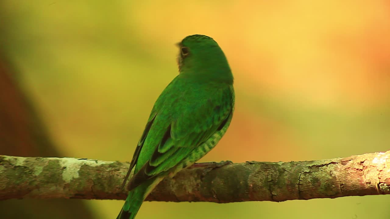 la joya aviar de américa del sur: la hembra de la golondrina tanager revelada