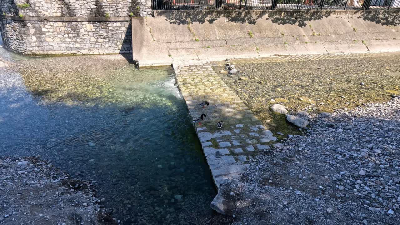 Un'anatra nuota vicino a un molo in pietra